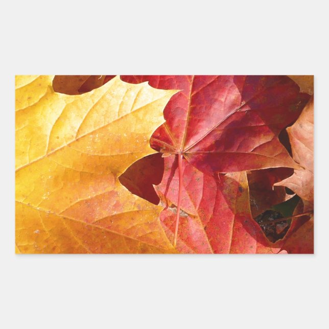Autumn leaves - Stunning! Rectangular Sticker (Front)