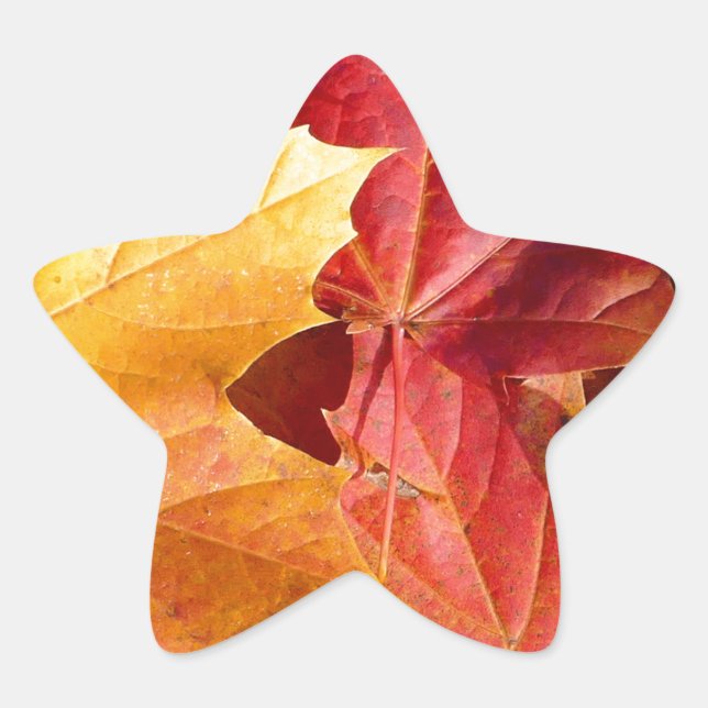 Autumn leaves - Stunning! Star Sticker (Front)