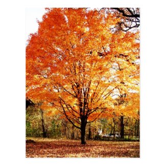 Autumn Leaves Thanksgiving Postcard Postcard