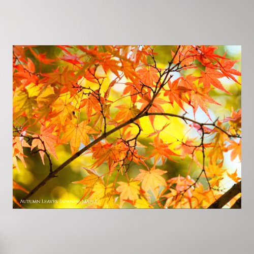 Autumn Leaves Value Poster Paper