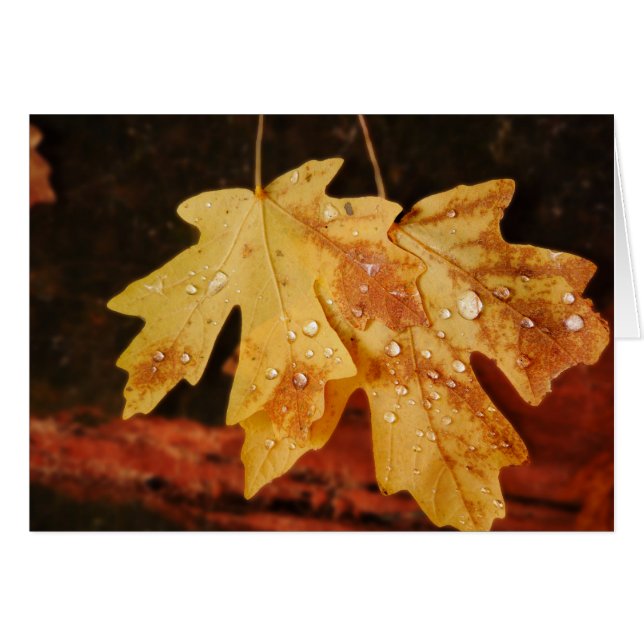 Autumn Leaves with Raindrops,  Blank Inside Cards (Front Horizontal)