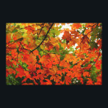 Autumn Leaves Wrapped Canvas<br><div class="desc">Photograph of brightly colored red and orange leaves.</div>