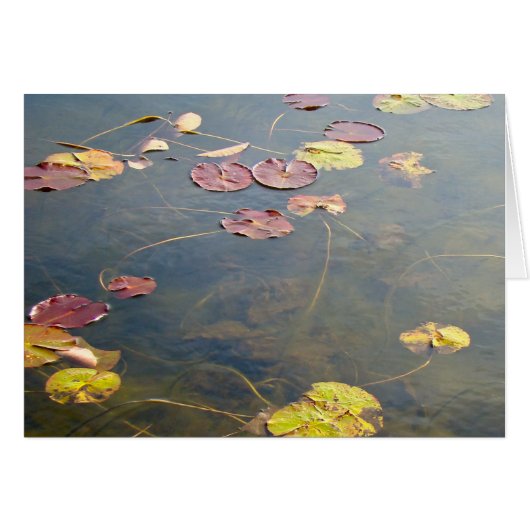 Autumn Lilypads Series (Front Horizontal)