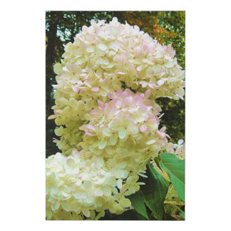 Autumn Limelight Hydrangea Flowers Faux Canvas Print