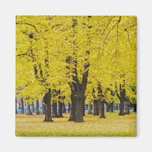 Autumn Magnet