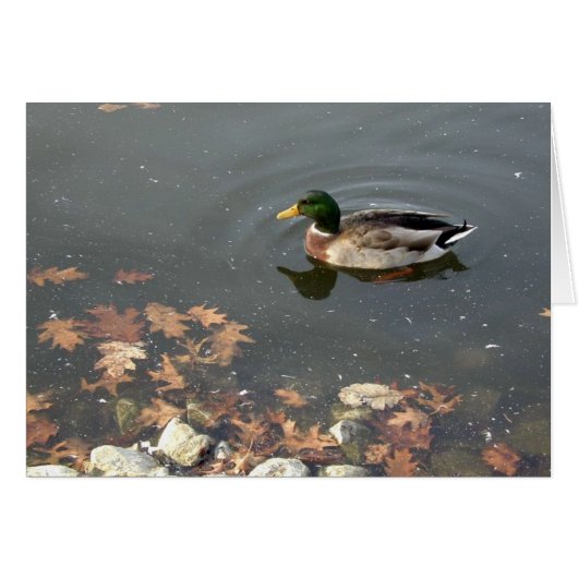 Autumn Mallard postage Cards (Front Horizontal)