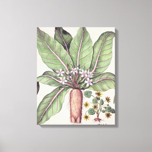 Autumn Mandrake from the Hortus Eystettensis by Canvas Print