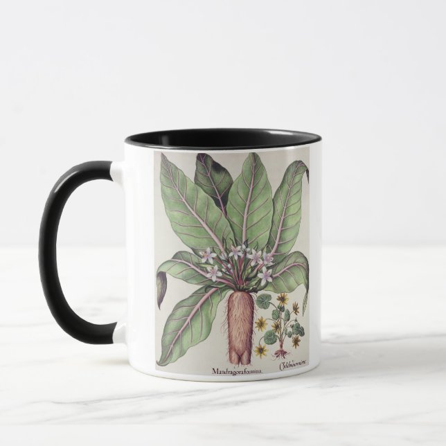 Autumn Mandrake, from the 'Hortus Eystettensis' by Mug (Left)