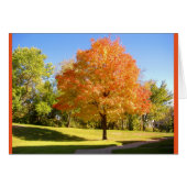 Autumn Maple. (Front Horizontal)