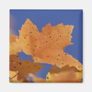 Autumn maple leaf and blue sky, White Magnet