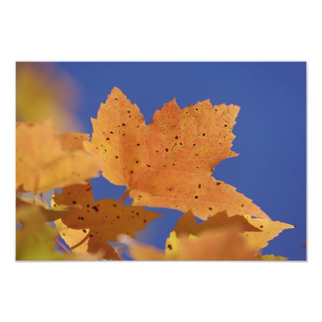 Autumn maple leaf and blue sky, White Photo Print (Front)