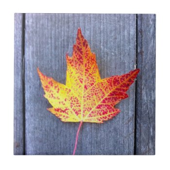 Autumn Maple Leaf Ceramic Tile by TerryBainPhoto at Zazzle