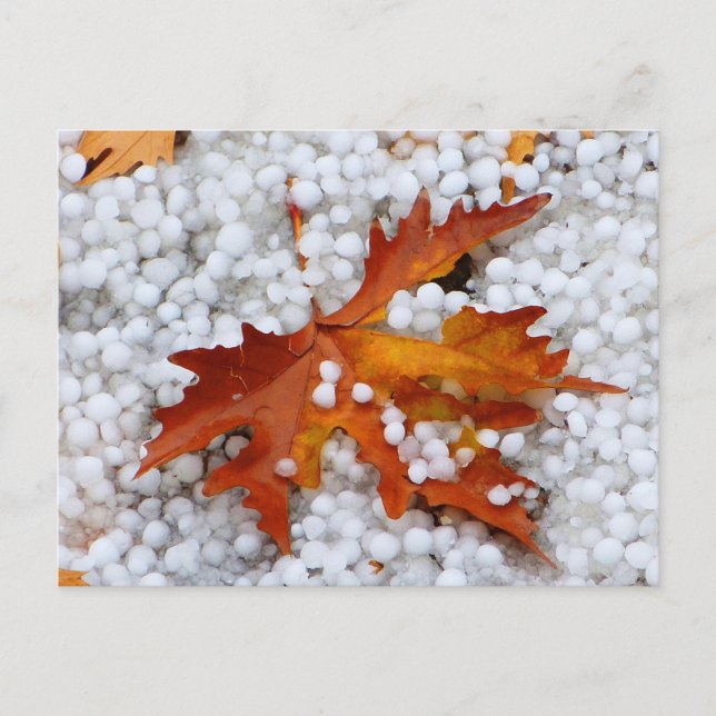 Autumn Maple Leaf in Real Hail - Dramatic Weather  Postcard (Front)