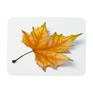 Autumn maple leaf magnet
