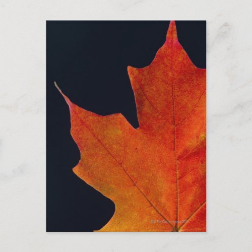 Autumn Maple leaf on black background Postcard