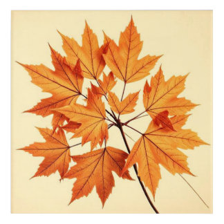 Autumn Maple Leaf Print: Fall Foliage Acrylic Print