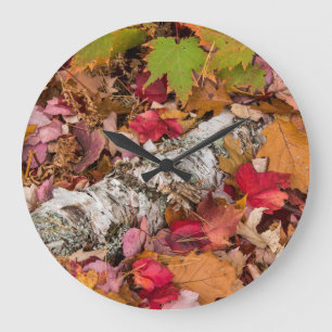 Autumn Maple Leaves Cover Birch Bark On Forest Large Clock