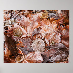 Autumn Maple Leaves Poster Paper (Matte)