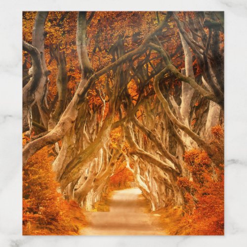 Autumn maple tree forest fall woods foliage envelope liner