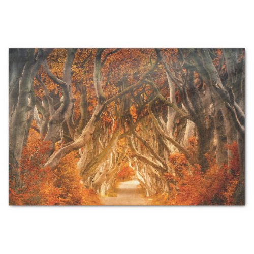Autumn maple tree forest fall woods foliage tissue paper