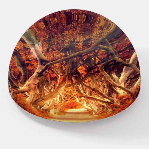 Autumn maple tree forest fall woods orange brown  paperweight