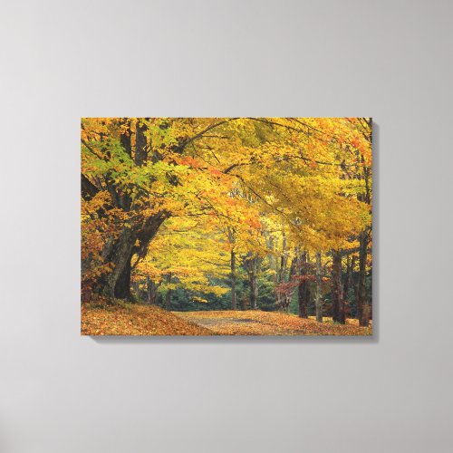 Autumn maple tree overhanging country lane canvas print