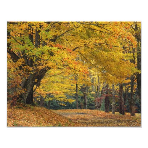 Autumn maple tree overhanging country lane photo print