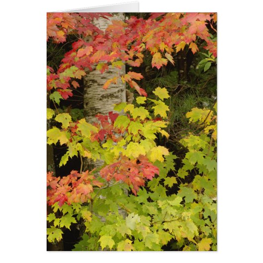 Autumn maple trees and birch tree, White Cards (Front)