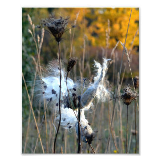 Autumn Milkweed Photo Print