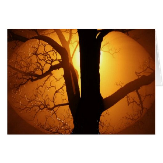 Autumn Moon Shining Through the Tree Cards (Front Horizontal)