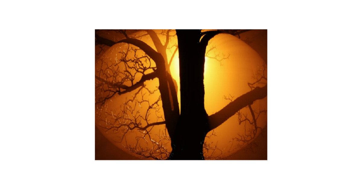 Autumn Moon Shining Through the Tree Postcard | Zazzle.com