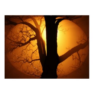 Autumn Moon Shining Through the Tree Print print