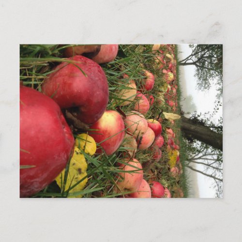 Autumn Morning in the Orchard Postcard