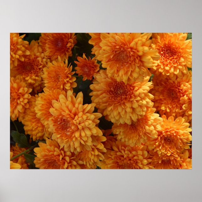 Autumn Mums Poster (Front)
