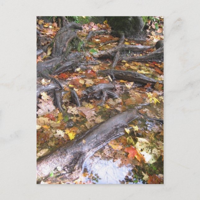 autumn mush postcard (Front)