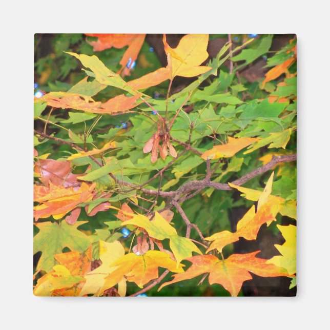 Autumn Oak Leaves Magnet (Front)