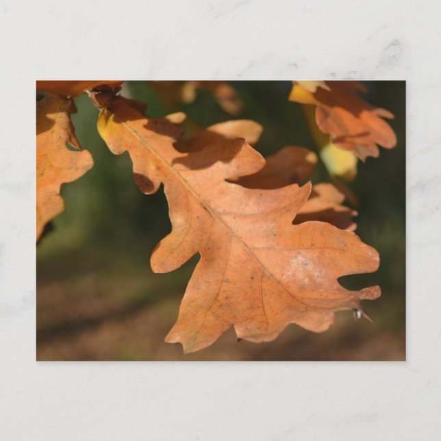 Autumn Oak Leaves Postcard (Front)