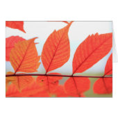 Autumn Orange Leaves (Front Horizontal)