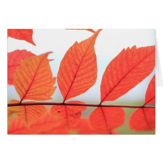 Autumn Orange Leaves Cards (Front Horizontal)