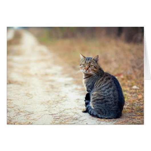 Autumn Path Tabby Cards (Front Horizontal)