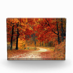 Autumn Path Through the Trees Photo Block