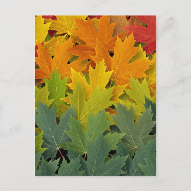 Autumn Pattern 2 Postcard (Front)