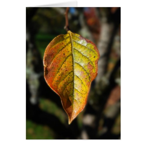 Autumn Persimmon Leaf