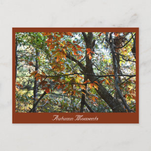 Autumn Photo Postcard
