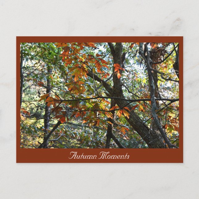 Autumn Photo Postcard (Front)