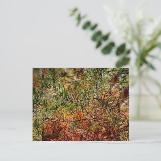 Autumn Pine Needles Holiday Postcard