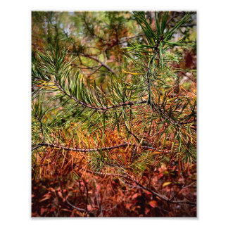 Autumn Pine Needles Photo Print