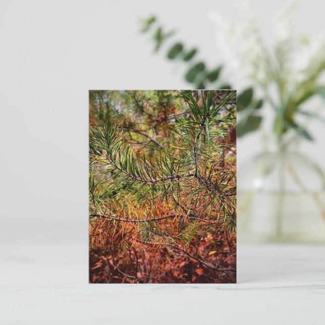 Autumn Pine Needles  Postcard (Standing Front)