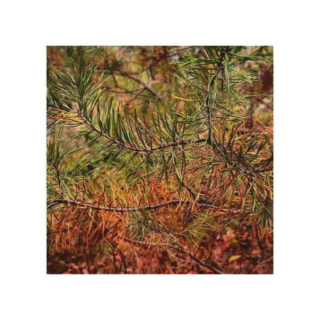 Autumn Pine Needles  Wood Wall Art (Front)