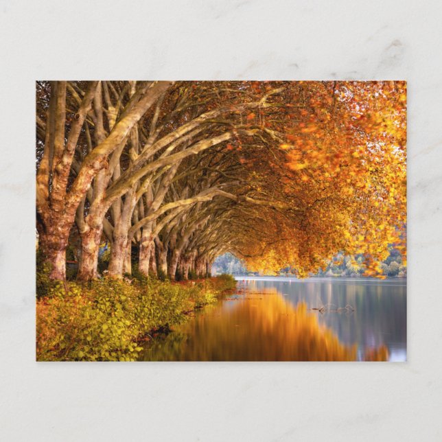 Autumn Plane Trees Over a Lake Postcard (Front)